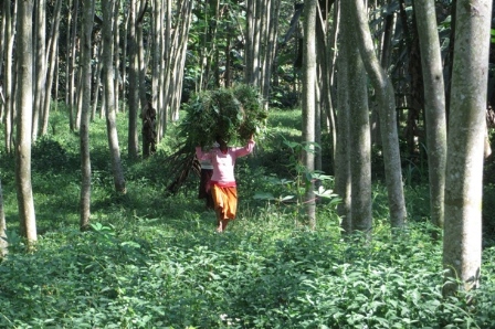 Izin Hutan Tanaman Industri Belum Bisa Diterbitkan Agribisnis Co Id