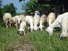 Bagaimana bisnis ternak kambing dapat menguntungkan bagi anda