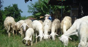Bagaimana bisnis ternak kambing dapat menguntungkan bagi anda