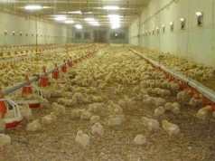 Informasi Bisnis Ternak Ayam Hari Ini
