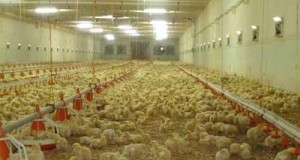 Informasi Bisnis Ternak Ayam Hari Ini