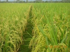 Informasi tanaman padi di Indonesia