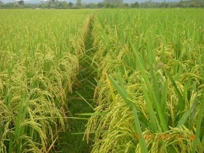 Informasi tanaman padi di Indonesia