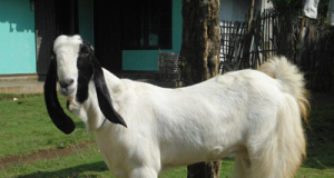 Usaha peternakan kambing etawa di Indonesia
