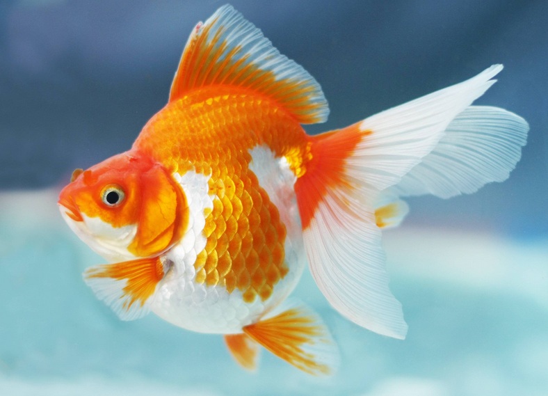 Cara Tepat Kembangkan Budidaya Ikan  Koki agribisnis co id