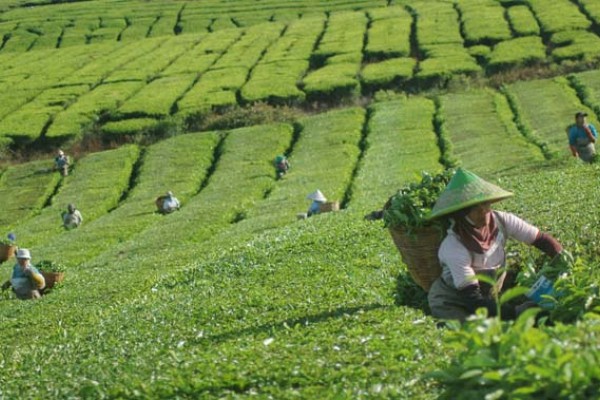 Daftar Ide Usaha  Sampingan Bidang Agribisnis agribisnis 