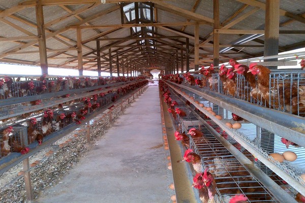 Bisnis Peternakan Ayam Paling Menggiurkan Tahun Ini 