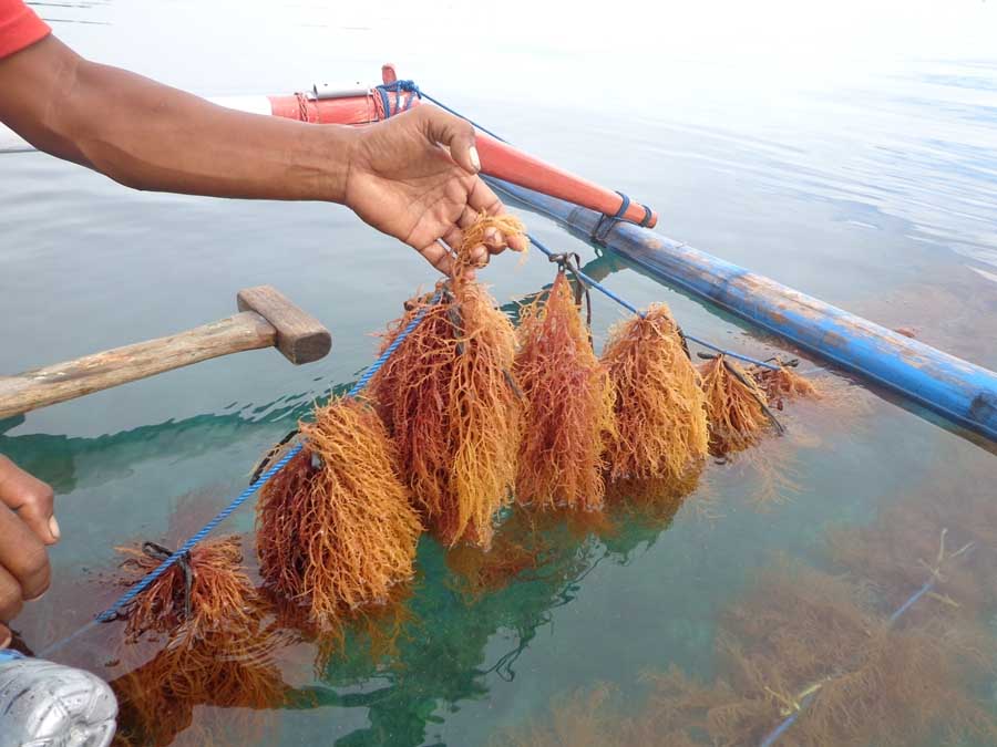 Kkp Akan Genjot Produksi Rumput Laut Indonesia
