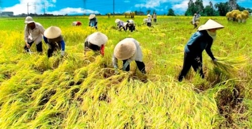Varietas Sidenok Dikembangkan Di Pertanian Binjai | agribisnis.co.id