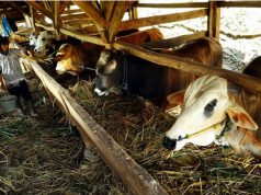 keprihatinan terhadap industri ternak sapi