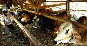 keprihatinan terhadap industri ternak sapi