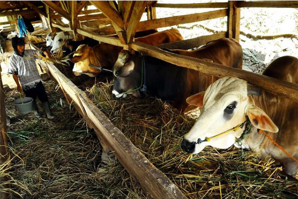 keprihatinan terhadap industri ternak sapi