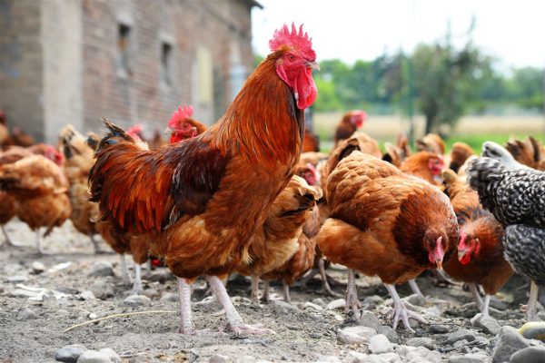 informasi peternakan ayam hari ini