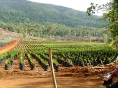 informasi area perkebunan indonesia