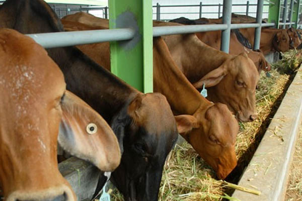 informasi peternakan sapi hari ini