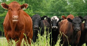 informasi kesiapan sarolangun dalam ternak sapi menjelang lebaran