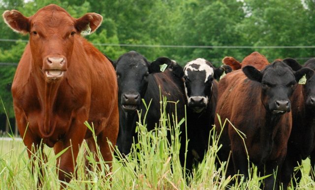 informasi kesiapan sarolangun dalam ternak sapi menjelang lebaran