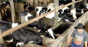 informasi harga produksi susu hari ini