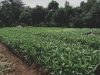 belajar bercocok tanam di agroeduwisata