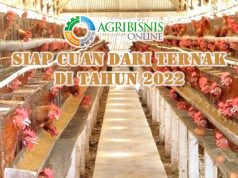 informasi komoditas ternak paling menguntungkan tahun 2022