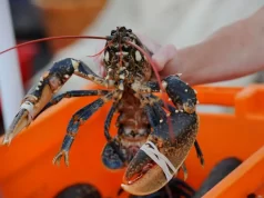 Benih lobster