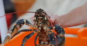 Benih lobster